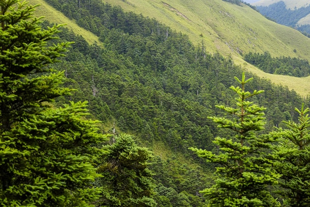 Foresta verde sulla montagna