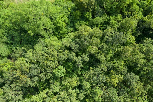 foresta verde vista dall'alto sfondo estivo