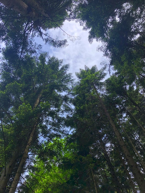 Foresta Vista dall'alto Alberi Paesaggio 3