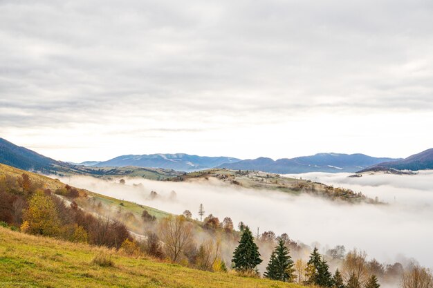 Foreste colorate nelle calde montagne dei Carpazi ricoperte da una fitta nebbia grigia