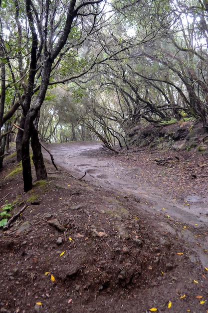 Foreste di alloro sull'isola vulcanica di Tenerife in tempo piovoso.