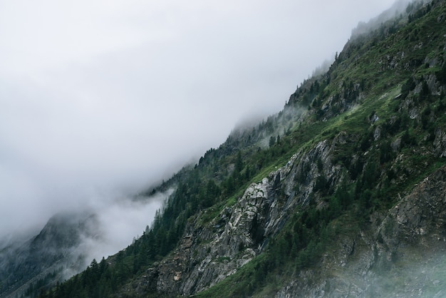 Foreste di conifere sul fianco di una montagna tra nuvole basse.