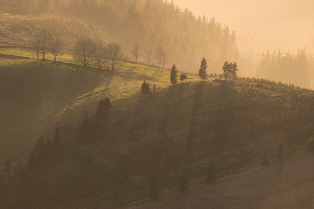 foreste in montagna sotto la luce dorata del tramonto