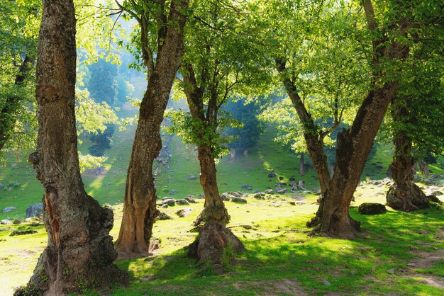 Foreste naturali con luce solare intensa al mattino