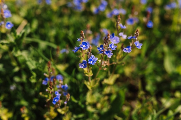 Forgetmenot myosotis sylvatica fiorisce per la prima volta in fiore blu brillante piccoli fiori selvatici in piena fioritura in giardino o campo orticoltura selvaggia fattoria buio primavera autenticità paesaggio