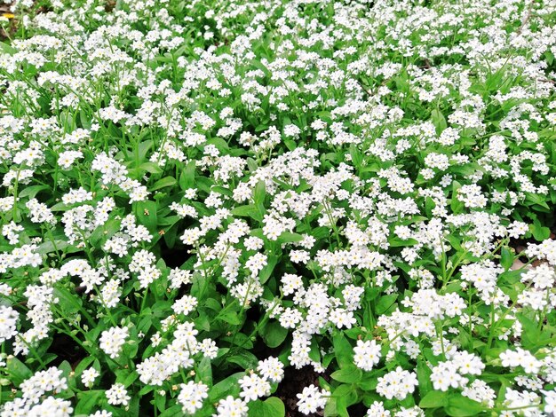 Forgetmenots myosotis piante bianche da fiore della famiglia delle boraginaceae forgetmenots o scorpione gra