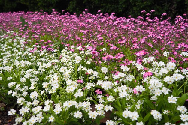 Forgetmenots myosotis piante fiorite rosa bianche della famiglia delle boraginaceae forgetmenots o scorpio