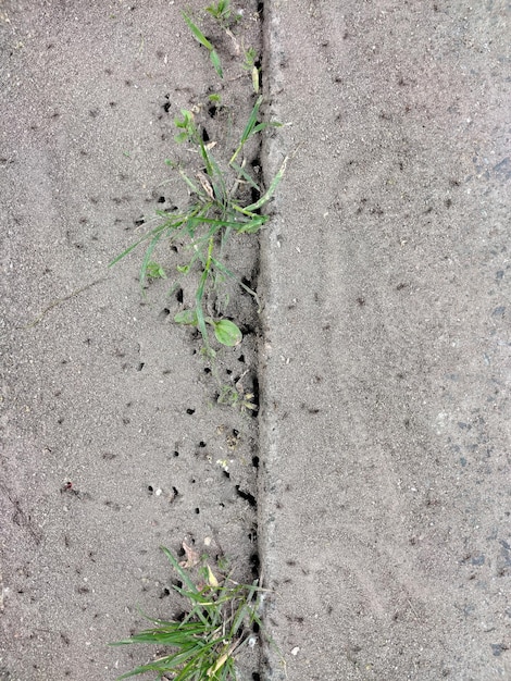 Fori multipli di formiche nel marciapiede tra i germogli d'erba