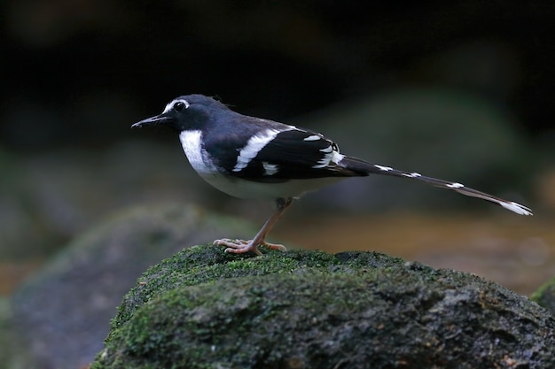 Forkist Enicurus schistaceus di Aspenato-sostenuto Bella uccelli della Tailandia