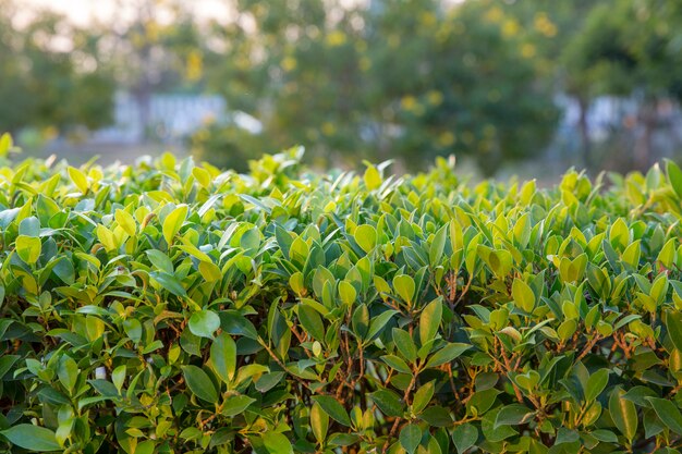 Forma della natura orizzontale, la foglia verde.