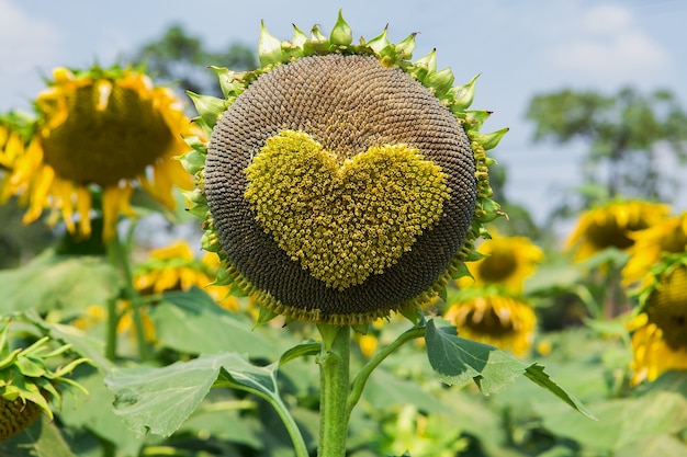 Forma di cuore giallo brillante girasoli in natura