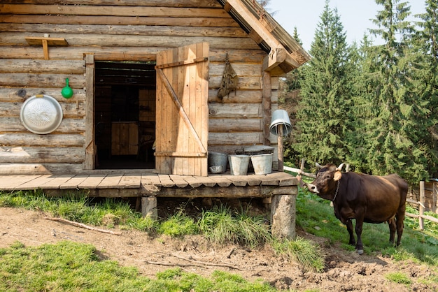 Formaggio tradizionale fatto in modo autentico in una casa di montagna in legno. Mucche domestiche e sane che pascolano liberamente. Monti Carpazi, Ucraina.