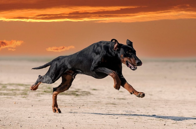 Formazione di dobermann pinscher