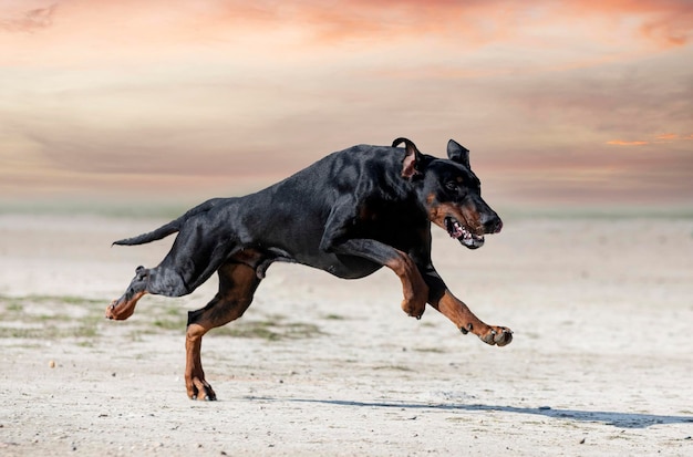 Formazione di dobermann pinscher