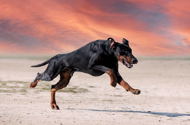 Formazione di dobermann pinscher