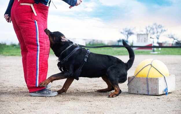 Formazione di rottweiler