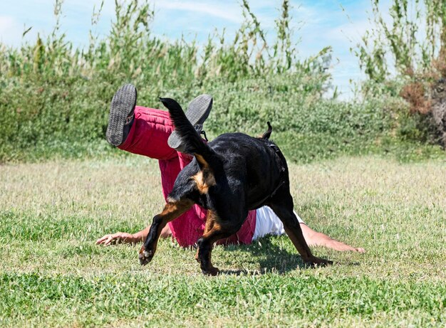 Formazione di rottweiler