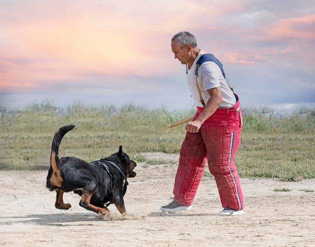 Formazione di rottweiler