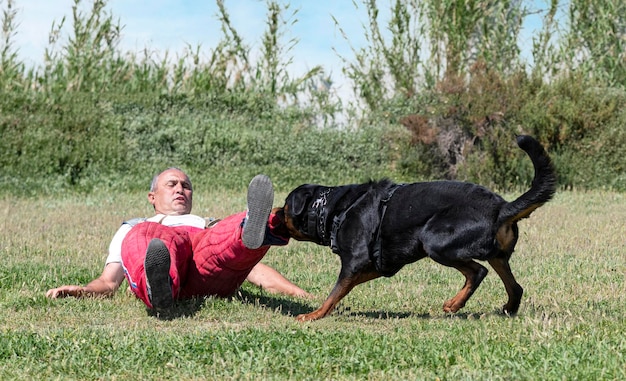 Formazione di rottweiler