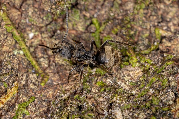 Formica adulta odorosa della specie Dolichoderus bispinosus