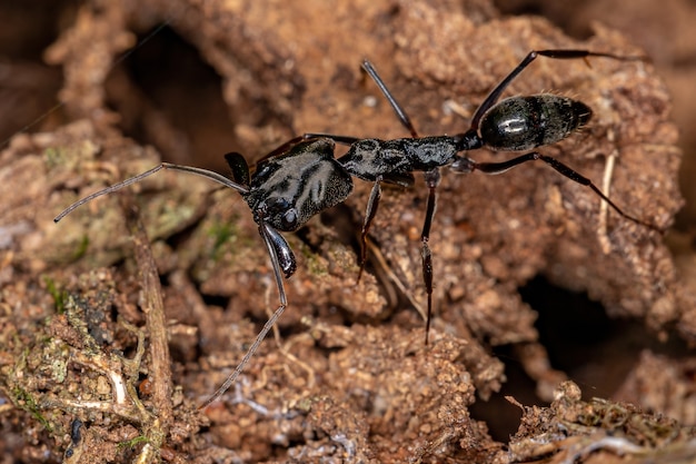 Formica adulto del genere Odontomachus