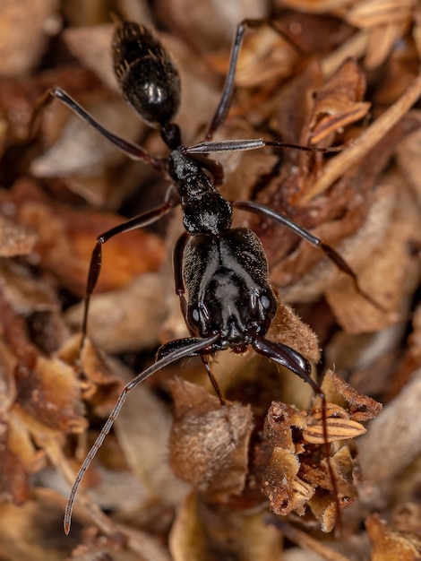 Formica adulto del genere Odontomachus