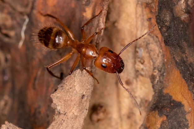 Formica carpentiere adulto del genere Camponotus