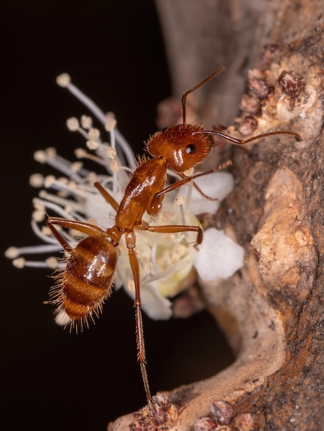 Formica carpentiere adulto del genere Camponotus
