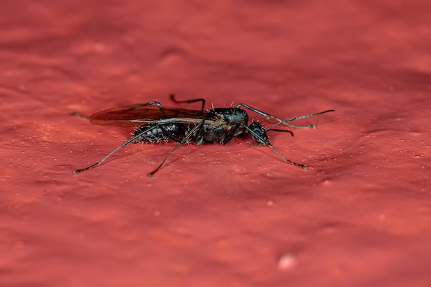 Formica carpentiere alata maschio adulto del genere Camponotus