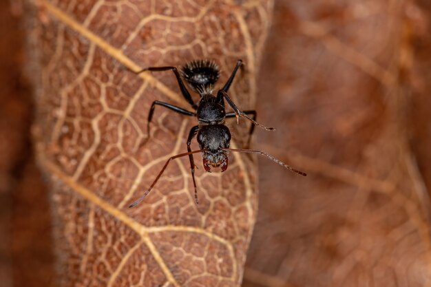 Formica carpentiere femmina adulta del genere Camponotus