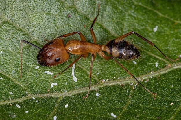 Formica carpentiere femmina adulta del genere Camponotus