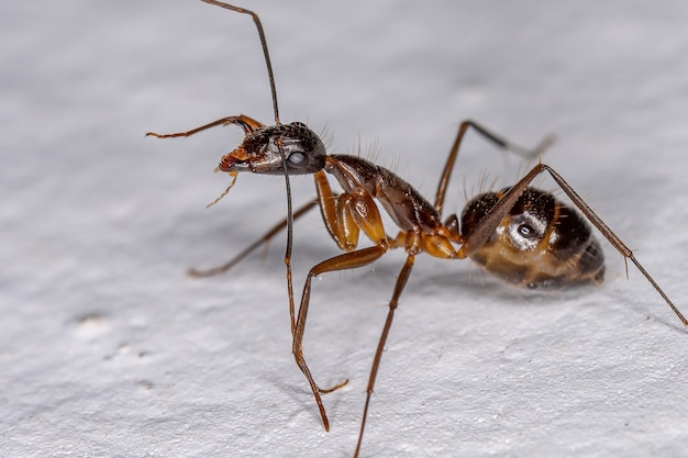 Formica carpentiere femmina adulta del genere Camponotus