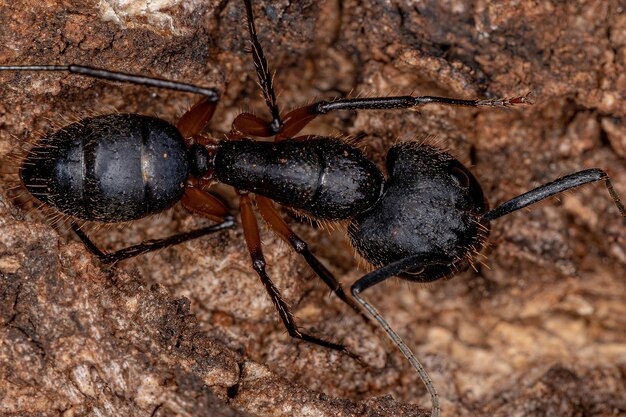 Formica carpentiere femmina adulta del genere Camponotus