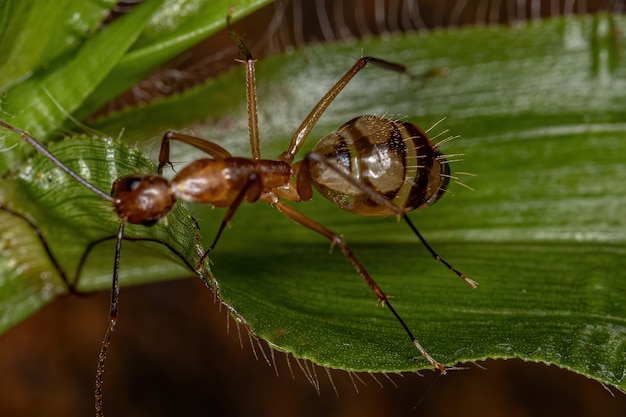 Formica carpentiere femmina adulta del genere Camponotus