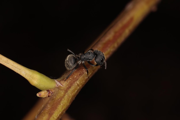 Formica carpentiere femmina adulta del genere Camponotus