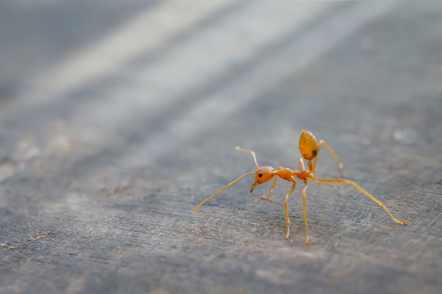 Formica che cammina su un pavimento di cemento