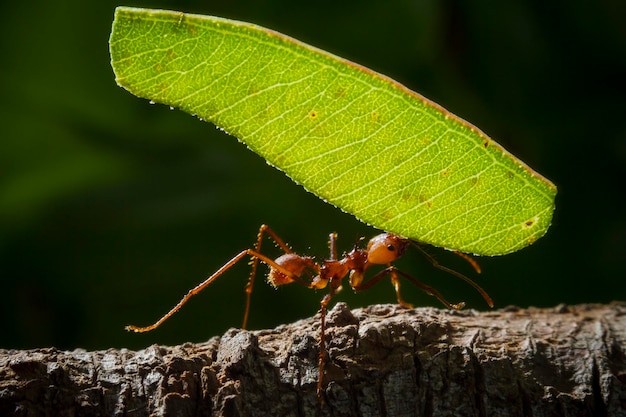 Formica che porta un pezzo di foglia verde