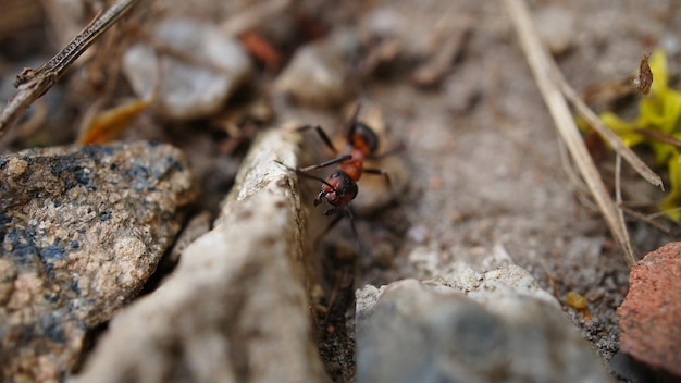 Formica che raccoglie cibo in primo piano