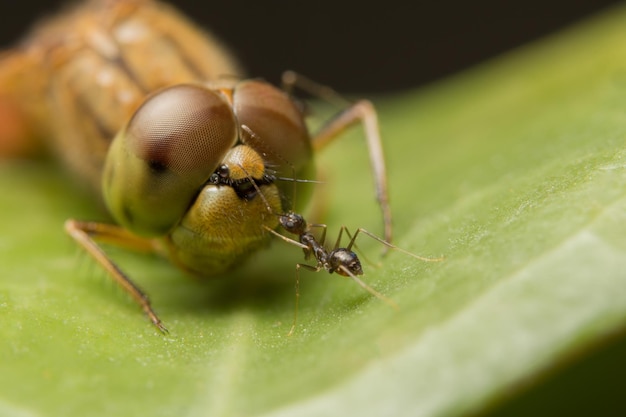 Formica con libellula sulla foglia