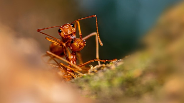 Formica di fuoco sul ramo in natura selezione concentrarsi solo su alcuni punti nell'immagine