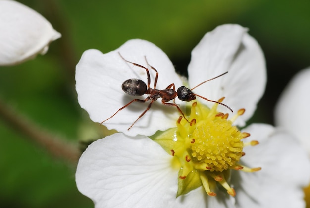 Formica in fiore