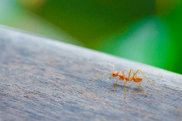 Formica in piedi sul pavimento di legno