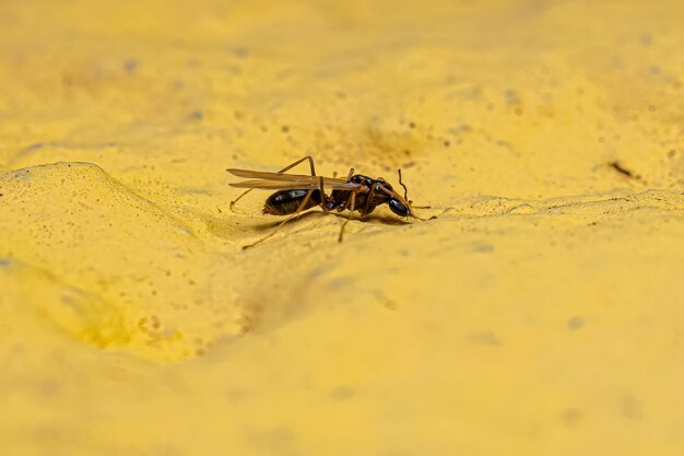 Formica maschio adulto