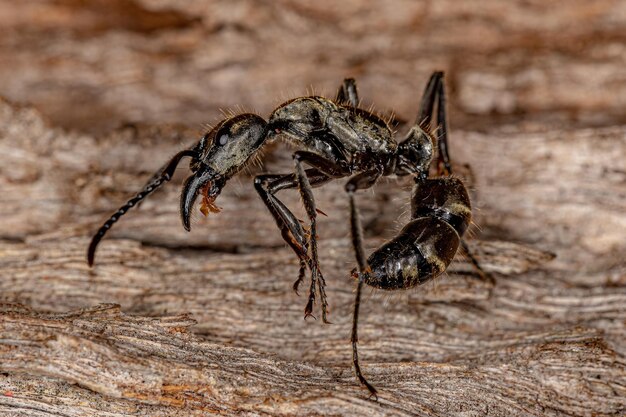 Formica Ponerine Femmina Adulta del Genere Neoponera