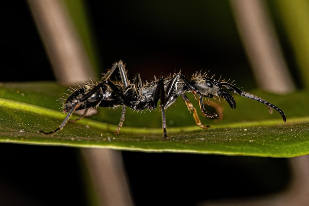 Formica Ponerine femmina adulta