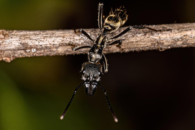 Formica Ponerine femmina adulta