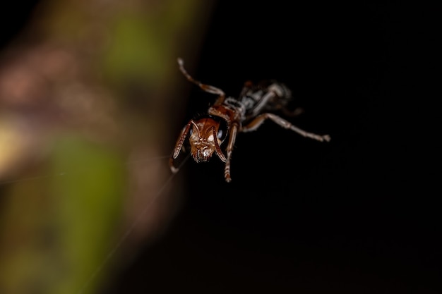 Formica ramoscello femmina adulta del genere Pseudomyrmex