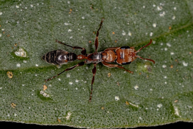 Formica ramoscello femmina adulta del genere Pseudomyrmex