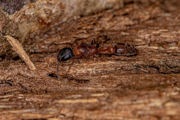 Formica regina dei ramoscelli adulti del genere Pseudomyrmex