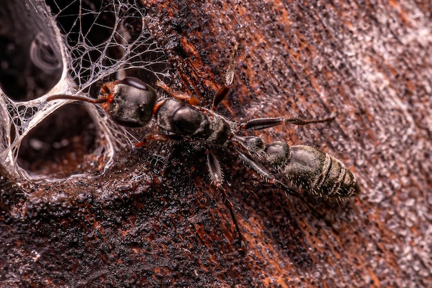 Formica regina del ramoscello adulto